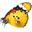 https://zooroom.bg/wp-content/uploads/2019/08/butterfly-1.png