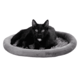 Sweety уютно легло за котки - Image 3